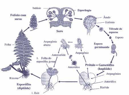 45 Figura 2 - Esquema geral de uma pteridófita. Fonte: www.davidlnelson.md/cazadero/cazimages/fern_structure.