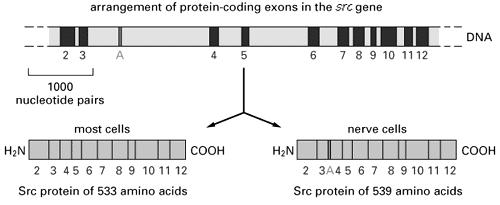 (De Alberts, B. et al. Molecular Biology of the Cell (3 rd ed.). Garland Publ. 1994. Splicing alternativo do gene Src. Disponível em http://www.ncbi.nlm.nih.