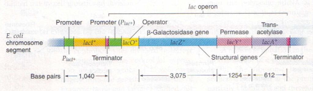 A figura acima representa a transmissão do albinismo em um heredograma.