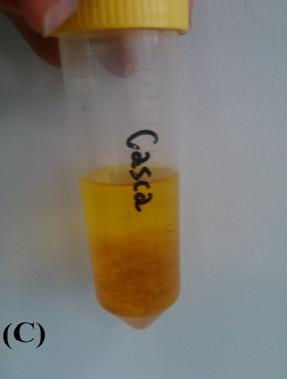 A massa de 10 g de cada amostra (polpa, casca e semente) foi medida em um béquer e adicionado 50 ml de solvente.