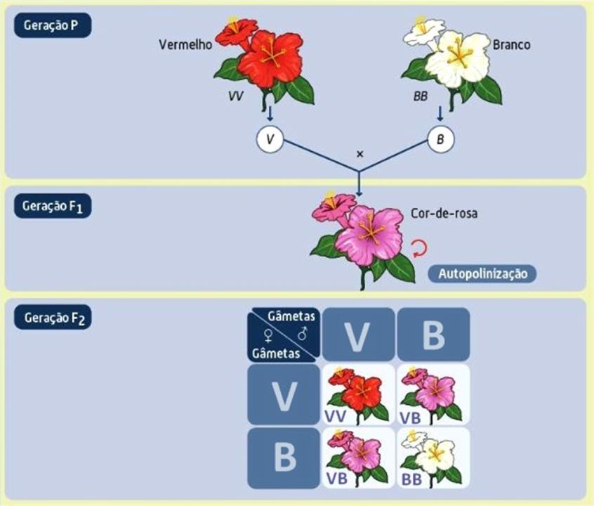 Flor Maravilha (Mirabilis jalapa) Gene V determina a produção da proteína para a cor vermelha (VV flor