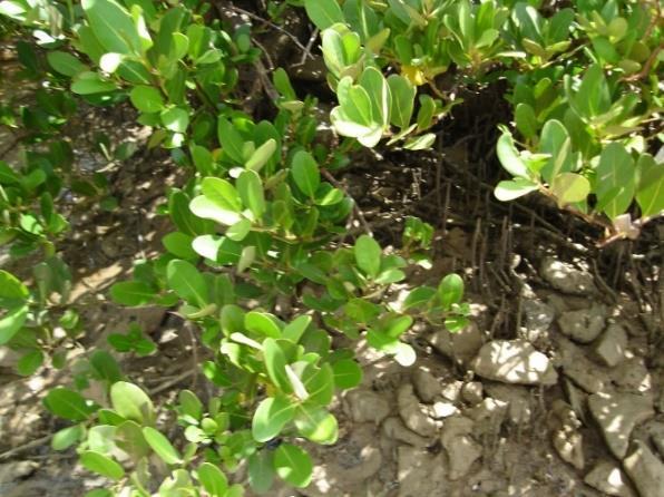 Figura 2: a) Tipo de vegetação ao sul na área de estudo. b) vegetação de mangue inserida em uma formação de beachrock.
