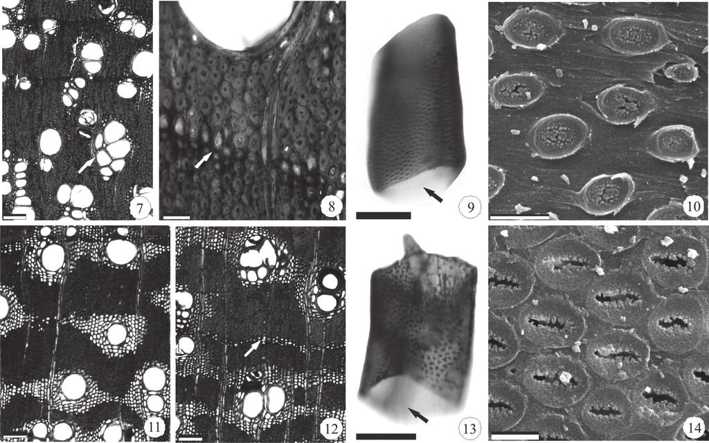 Lazaro Benedito da Silva, Francisco de Assis Ribeiro dos Santos, Peter Gasson e David Cutle Figuras 7-10. Lenho de caule de Mimosa ophthalmocentra Mart ex Benth. 7-8. Seção transversal. 7. Parênquima axial escasso (seta), vasos solitários e múltiplos.