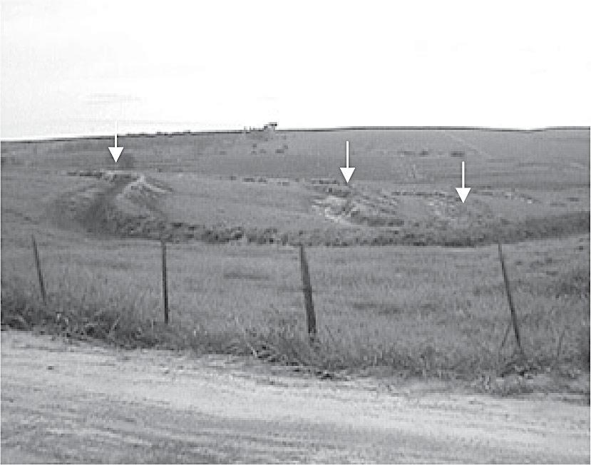 Figura 8. Terraceamento agrícola (setas), próximo ao curso do córrego Ibitinga (Machi, 2005). Figura 9. Mata ciliar preservada de uma das nascentes do córrego Ibitinga (Machi, 2005).
