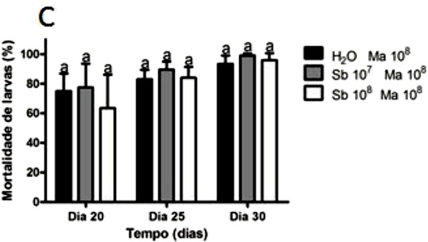 Interação entre Scopulariopsis brevicaulis, Metarhizium anisopliae e Rhipicephalus microplus em condições de laboratório também foi observado no percentual de mortalidade de larvas, que variou entre