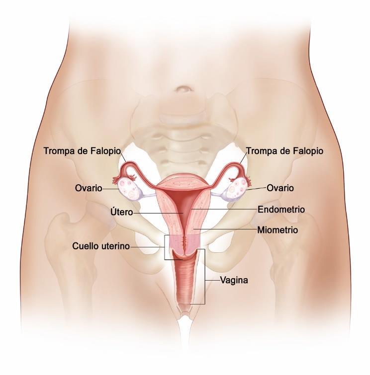 Inspeção do Colo do Útero Objetivo: verificar se o colo uterino é 1.