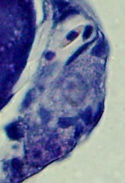 4 Resultados 52 A análise histológica das oogônias indicou que essas células possuem citoplasma levemente basófilo e bem desenvolvido.