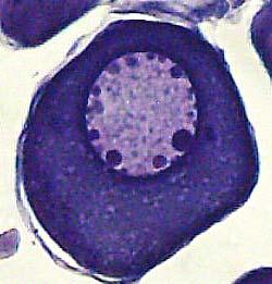 A partir dessas células se originava a população de oócitos dos ovários (Figura 5). Os oócitos do estoque de reserva (oócitos II) possuíam citoplasma basófilo e desenvolvido.