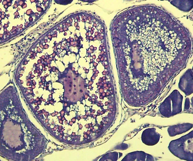 4 Resultados 56 Essas células foram caracterizadas pela plenitude do processo vitelogênico, no qual, as vesículas lipídicas e os grânulos de protéicos atingiram o volume máximo (Figura 8).