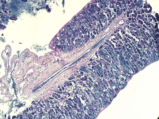 4 Resultados 61 Histologicamente, os testículos são revestidos por uma cápsula de tecido conjuntivo denso, a túnica albugínea.