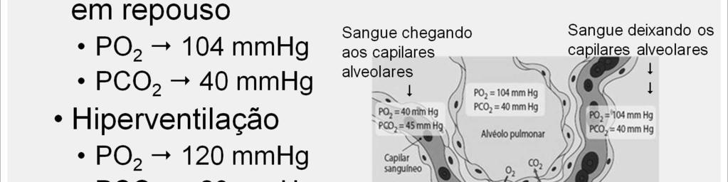 Embora uma grande mudança no padrão de ven lação alveolar possa afetar as pressões parciais dos gases nos alvéolos, a PO 2 e a PCO 2 nos alvéolos mudam surpreendentemente pouco durante a respiração