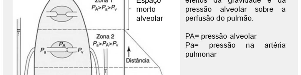 Quando a pressão na artéria pulmonar é baixa, as regiões mais superiores dos pulmões não recebem uxo sanguíneo.