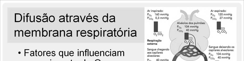 Então, os três fatores que influenciam o movimento do oxigênio e do dióxido de carbono através da membrana respiratória são: 1.