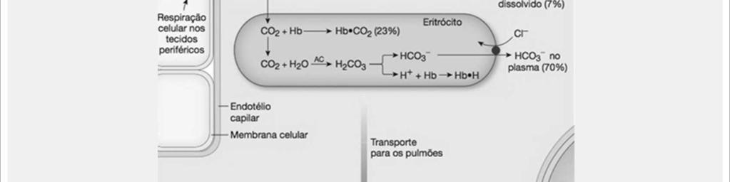 AC= anidrase carbônica Nos pulmões, ocorre o processo inverso. Conforme o sangue é movido através dos capilares pulmonares, sua PCO 2 diminui de 45 para 40 mmhg.