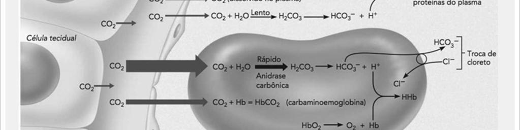 são transportadas ligadas à hemoglobina (indicado como HbCO 2 ) nos eritrócitos (22%) ou em solução no