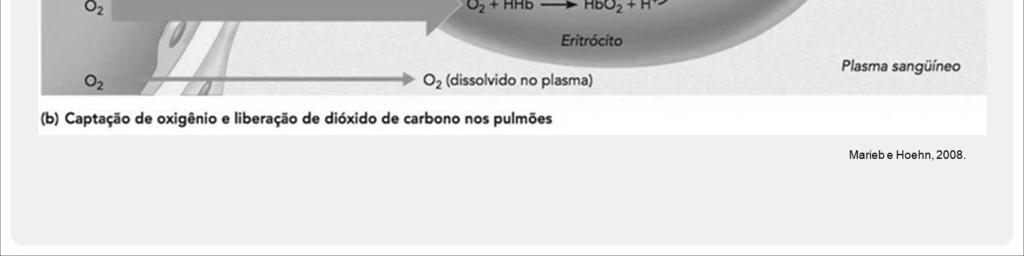 proporção da quantidade de O 2 e CO 2