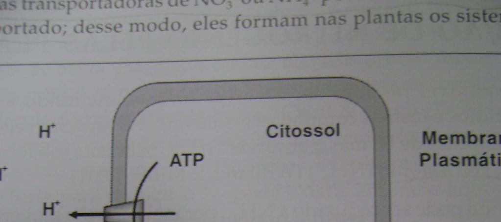 Absorção