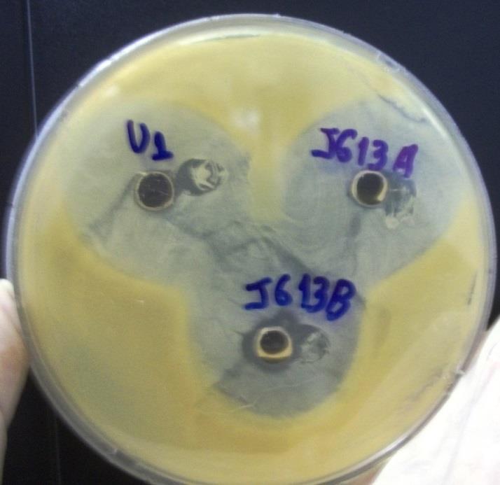 31 Tabela 2 - Atividade antimicrobiana in vitro do mel fresco de M. scutellaris frente às cepas de Staphylococcus aureus resistentes à meticilina (MRSA).