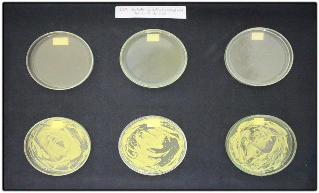 Concentração Inibitória Mínima do extrato da casca da Terminalia fagifolia - na concentração de 300 mg/ml contra Staphylococcus aureus.