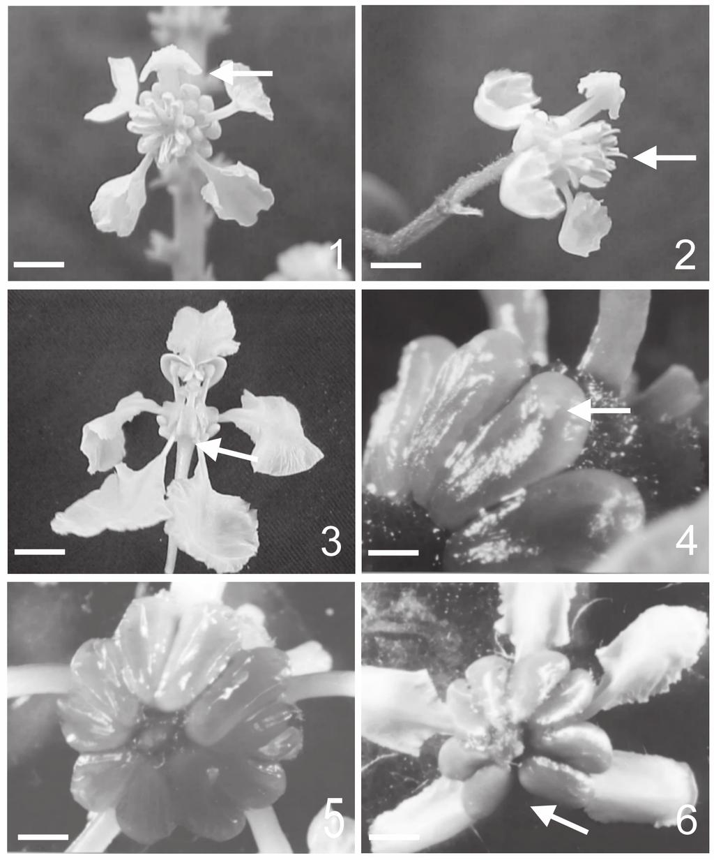 106 C.B.N. Costa et al.: Biologia reprodutiva de Malpighiaceae Figura 1-6. Flores de Malpighiaceae. 1. Pétala guia em Byrsonima sericea DC. (seta). 2. Estigmas em B. microphylla A. Juss. (seta). 3.