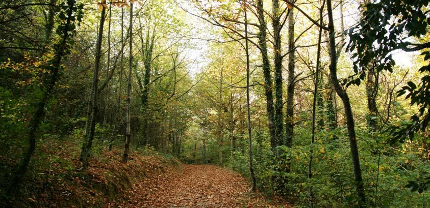 Caracterização da floresta e dos incêndios florestais em Portugal Evolução Recente da Floresta em Portugal A floresta portuguesa A floresta portuguesa ocupa uma área aproximada a 3,4 milhões de