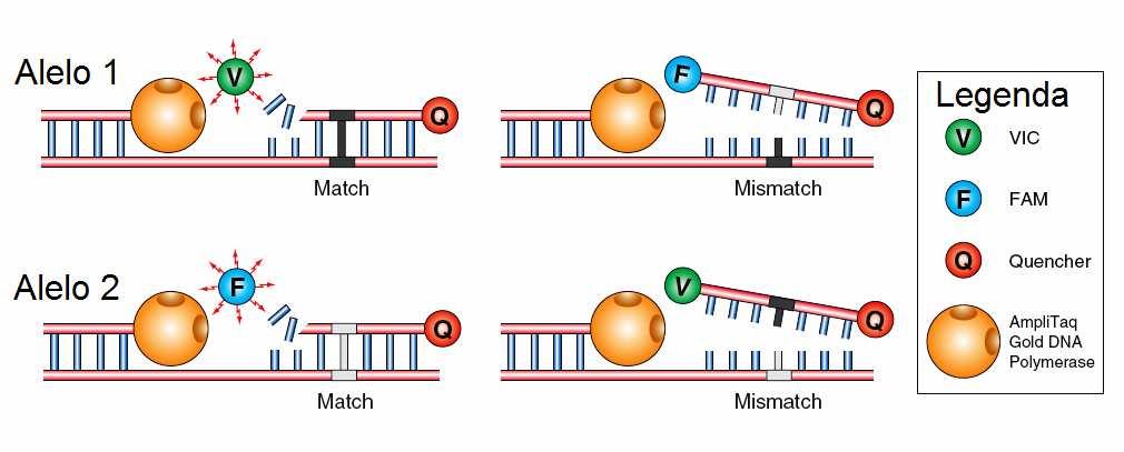 Figura 4. Produtos de PCR e posição dos pigmentos fluorescentes. 3.2.3.2 Procedimentos para o EDA O primeiro passo para o ensaio de discriminação alélica é a amplificação pela PCR.