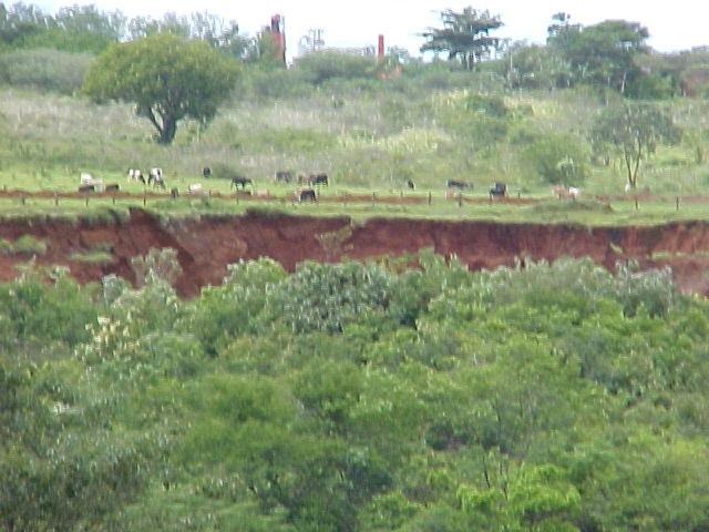 FA superior aos obtidos neste estudo. Figura 3 - Formas de erosão (voçoroca) e presença de gado às margens do terço final do córrego Lageado, na APA do rio Uberaba.