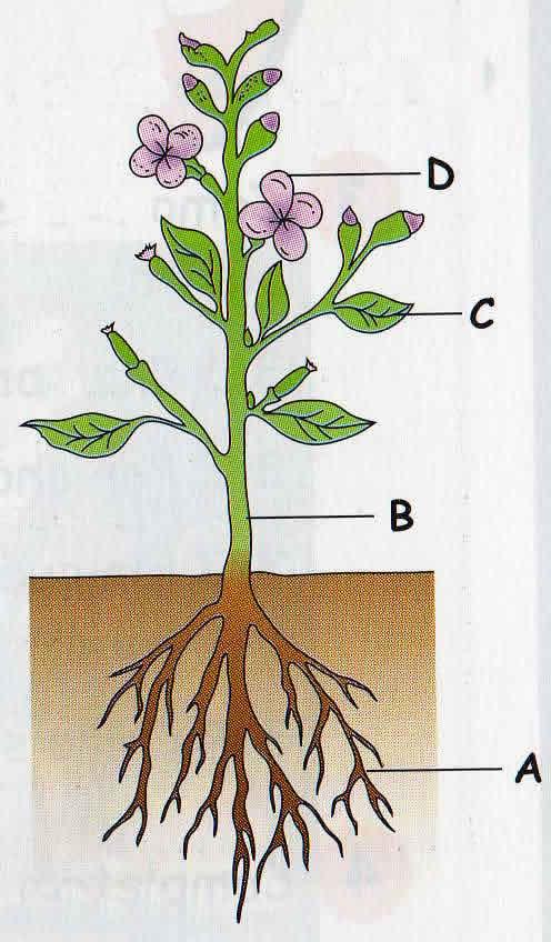 Grupo II 3.Existem inúmeras plantas na Natureza e a maioria apresenta flor. Observa a figura que representa uma planta que dá flor. 3.1.