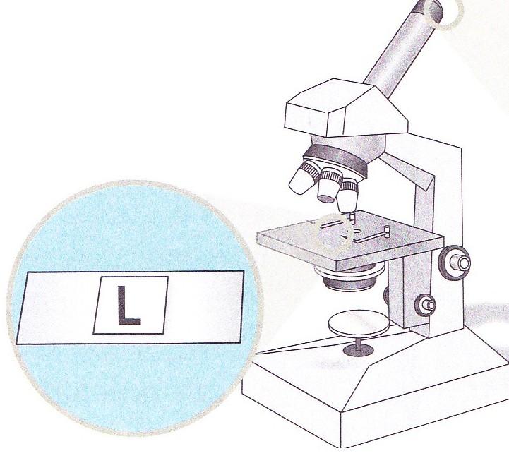 6.2.Indica dois cuidados a ter no transporte e manuseamento do microscópio. 7.