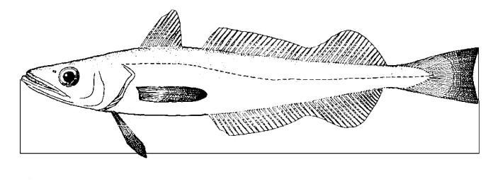 ANEXO IV Medição do tamanho dos organismos marinhos 1. O tamanho dos peixes é medido como indica a figura 1, da ponta do focinho até ao fim da barbatana caudal. 2.