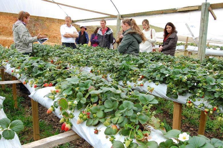 ALGUNS NÚMEROS DA AGRICULTURA FAMILIAR SUA IMPORTÂNCIA PARA