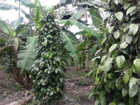 32 da Associação de Produtores e Produtoras de Agricultura Familiar do Município de Tomé-Açu (APPRAFAMTA) na comunidade de Santa Luzia em Tomé-Açu.