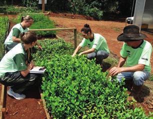 da Apremavi. sobre produção de mudas e gestão de viveiro florestal.