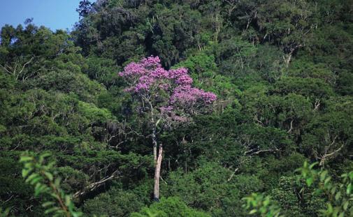 capítulo 4 O que deve ser observado! WIGOLD SCHAFFER CONSERVAR A MATA ATLÂNTICA É FUNDAMENTAL PARA A MANUTENÇÃO DA ÁGUA NAS ÁREAS URBANAS E RURAIS. 70 A Lei da Mata Atlântica A Lei Federal n o 11.