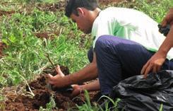 PROJETO ARAUCÁRIA CONSERVANDO E RECUPERANDO A MATA ATLÂNTICA 4. Roçar só ervas, capins e gramíneas invasoras e de difícil controle. 5.