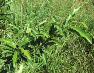 PROJETO ARAUCÁRIA CONSERVANDO E RECUPERANDO A MATA ATLÂNTICA Como iniciar uma agrofloresta sucessional A capoeirinha surge logo após o abandono de uma área agrícola ou de uma pastagem.