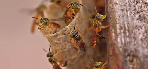 capítulo 5 As propostas... OS SERVIÇOS AMBIENTAIS E AS ABELHAS As abelhas estão divididas em diversas espécies e delas depende cerca de três quartos da produção mundial de alimentos.