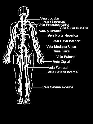 O átrio direito e o ventrículo direito constituem o coração direito, ou lado direito do órgão, e o átrio esquerdo e ventrículo esquerdo integram o coração esquerdo, ou lado esquerdo do órgão.