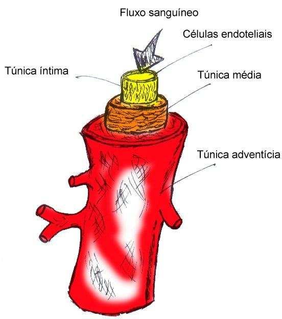 Gabarito letra D Questão 6. Ano: 2015 Banca: VUNESP Órgão: HCFMUSP Prova: Fisioterapia Cardiorrespiratória Em relação à anatomia do pericárdio, assinale a alternativa correta.