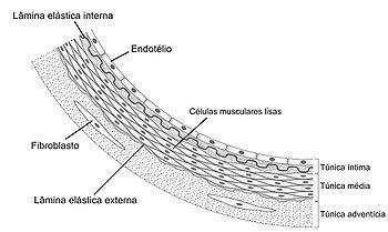 As artérias elásticas a) possuem túnica média formada, principalmente, por músculos lisos e poucas fibras elásticas. b) possuem uma túnica média mais espessa que a de outros vasos.