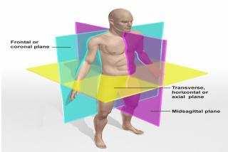 O plano mediano é um plano vertical que passa através do eixo mais longo que cruza o corpo, dos pés até a cabeça; este plano separa o corpo em antímeros direito e esquerdo.