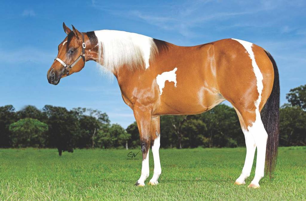 TOKA DO GALO Rooster Lil Chic EMBRIÃO 01 A DELTA OUT OF DIXIE 60 GALLO DEL CIELO: U$28.437,00 pela NCHA.