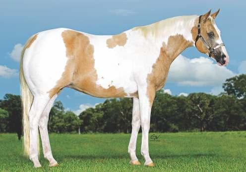 02 METALLIC BLUE CAT BRIGALENAS DELTA - APHA.