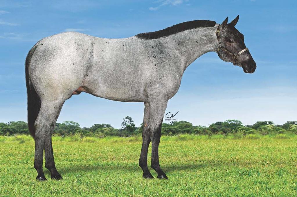 FERNANDO RABELO GONÇALVES - HARAS FINLÂNDIA Cat s Blues HF MACHO ROSILHO 13/10/2014 P200669 POTRO DO FUTURO 2018 8 HAIDAS LITTLE PEP MECOM BLUE ROYAL BLUE BOON MECOM BLUES CAT HIGH BROW CAT COONTAIL