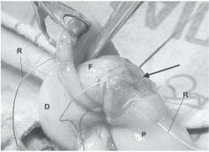 A técnica da anastomose experimento consistiu na ligadura dos vasos de um segmento de 3cm do cólon, cranialmente ao sítio escolhido para secção.