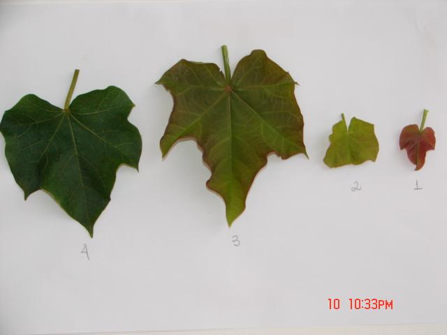 MATERIAL E MÉTODOS Foram coletadas folhas em quatro diferentes estádios de desenvolvimento (folha vermelho-vinho, folha verde-claro, folha verde-brilhante e folha verde) de plantas em final de