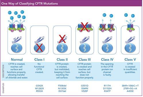 23 CFTR não é sintetizada; na classe II, a proteína CFTR não é corretamente sintetizada; na classe III, a proteína CFTR é mal regulada; na classe IV, a condução iônica através do canal é alterada; na