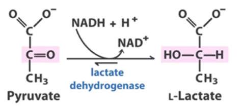 Formação de Lactato (músculo) Piruvato + NADH + H + Lactato + NAD +