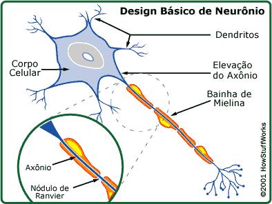 55 químicas chamadas de neurotransmissores em função da intensidade do pulso eletroquímico a ser transmitido para que uma conexão seja realizada.