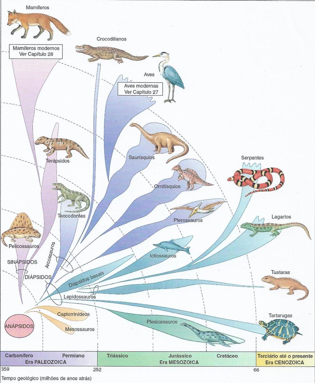 21 Figura 1. Representação da evolução dos amniotas, que incluem répteis, aves e mamíferos. (Retirado de HICKMAN Jr. et al.